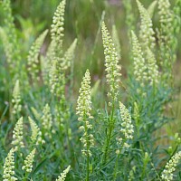 Illustration page vision : Le réséda jaune (reseda lutea)